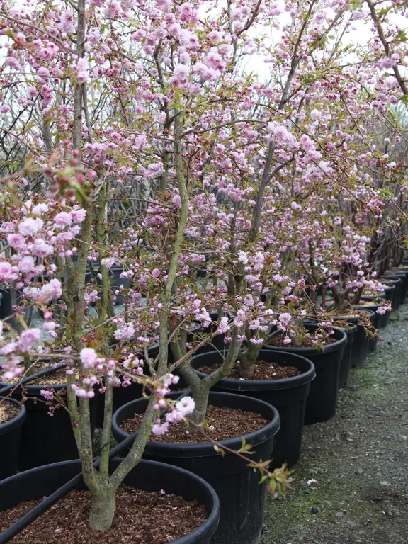 Prunus Kiku Shidare Zakura Provender Nurseries Wholesale Nursery