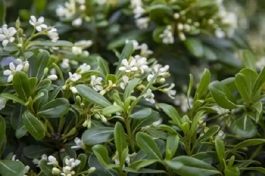 PITTOSPORUM Tobira Nanum Provender Nurseries Wholesale Nursery In