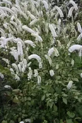 ACTAEA matsumurae 'White Pearl'