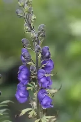 ACONITUM napellus