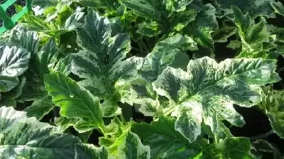 ACANTHUS 'Whitewater'