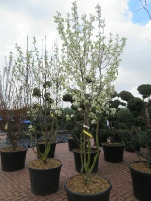 Pyrus Calleryana Chanticleer Provender Nurseries Wholesale