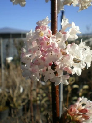 VIBURNUM X Bodnantense Charles Lamont Provender Nurseries