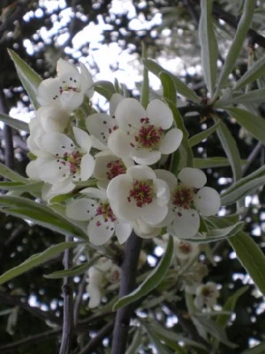 Pyrus Salicifolia Pendula Provender Nurseries Wholesale Nursery