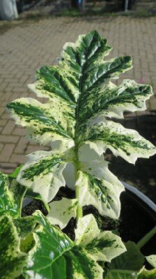 ACANTHUS 'Snow Storm'