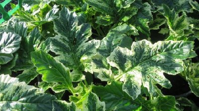 ACANTHUS 'Whitewater'