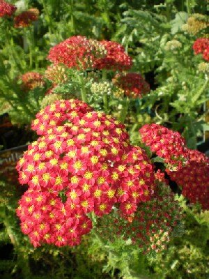 ACHILLEA 'Desert Eve Red'