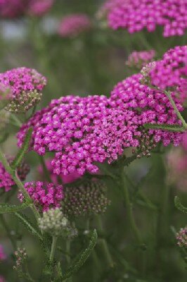 ACHILLEA millefolium 'Pink Grapefruit'