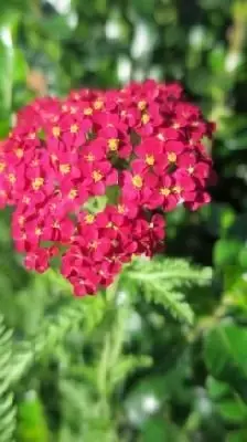 ACHILLEA 'Paprika'