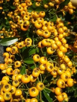 PYRACANTHA Soleil D Or Provender Nurseries Wholesale Nursery In