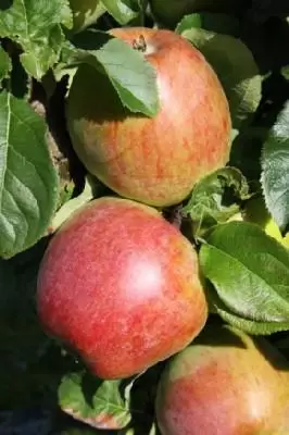 Malus Domestica APPLE Howgate Wonder Provender Nurseries