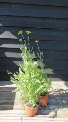 ACHILLEA filipendulina 'Cloth of Gold'