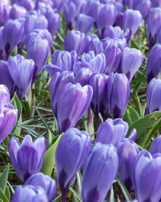 CROCUS 'Blue Ocean'