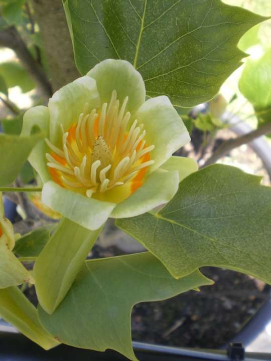 provender-factsheet-Liriodendron tulipifera 'Fastigiatum'