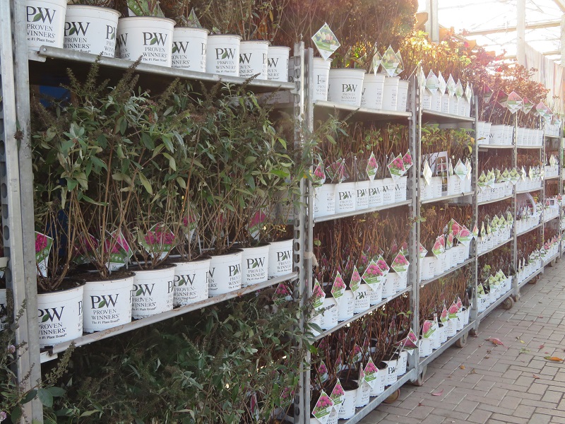 In Depth News For Trade Customers Provender Nurseries Provender Nurseries Wholesale 