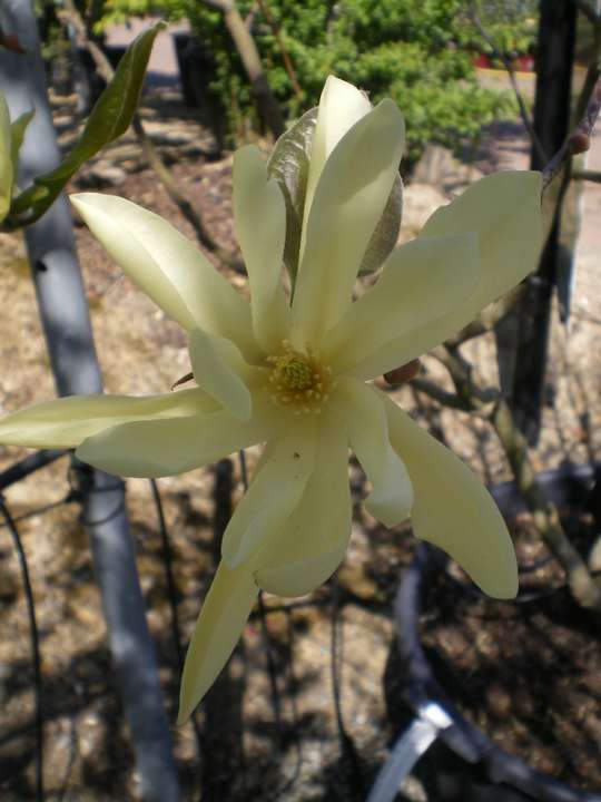 provender-factsheet-Magnolia ‘Gold Star’