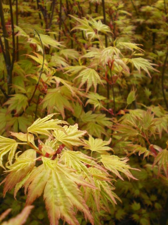 Acer palmatum 'Orange Dream' Factsheets Provender