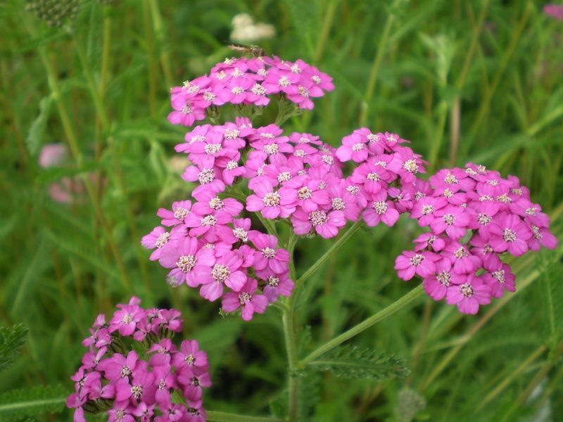 Achillea millefolium 'Lilac Beauty' - Factsheets - Provender Nurseries ...