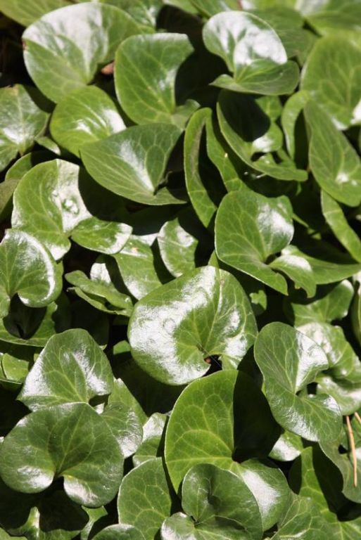 Asarum europaeum - Factsheets - Provender Nurseries - Wholesale Nursery ...