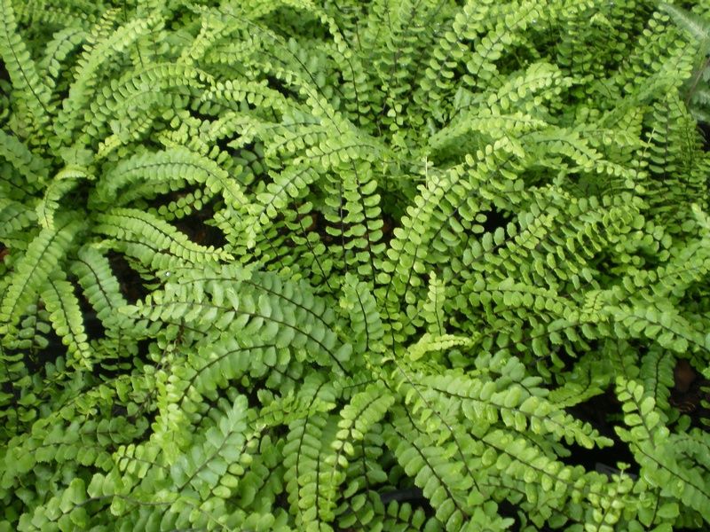 Asplenium trichomanes - Factsheets - Provender Nurseries - Wholesale ...