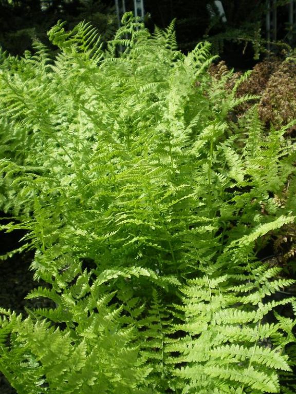 Athyrium filix-femina - Factsheets - Provender Nurseries - Wholesale ...