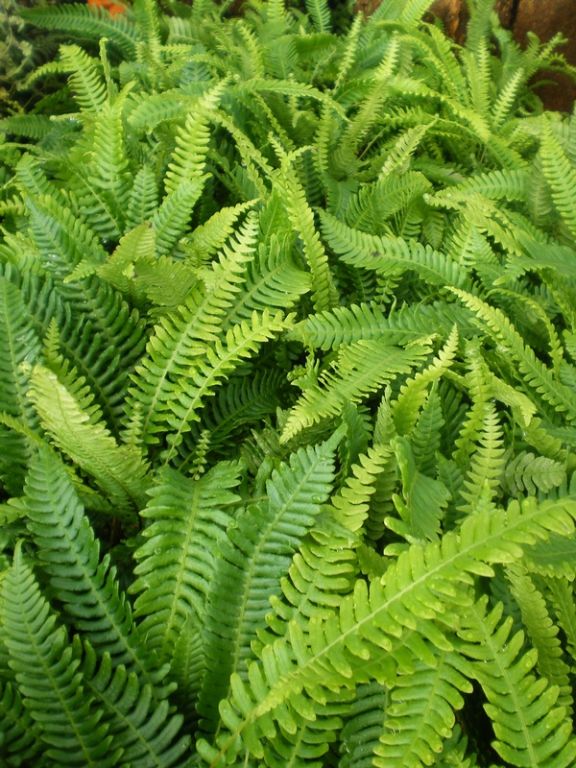 Blechnum spicant - Factsheets - Provender Nurseries - Wholesale Nursery ...