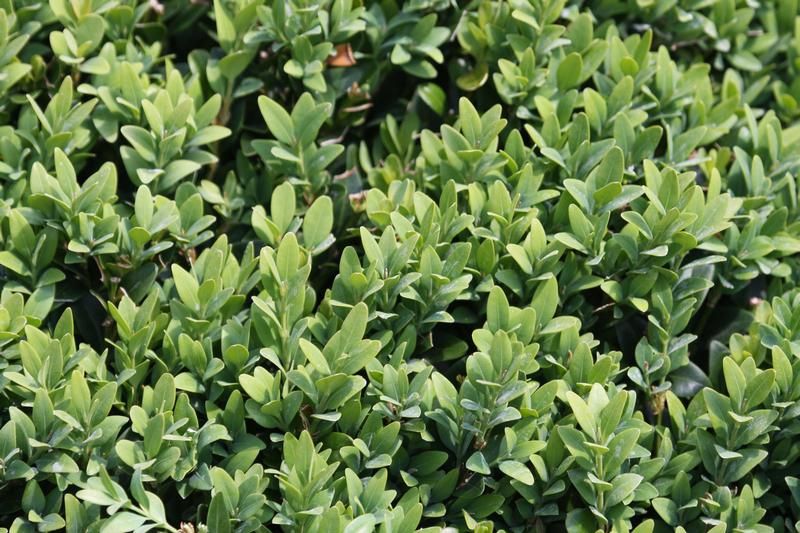 Buxus sempervirens - Factsheets - Provender Nurseries - Wholesale ...