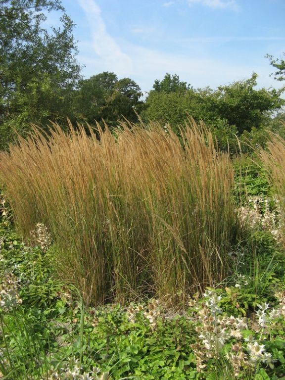 Calamagrostis X Acutiflora Karl Foerster Factsheets Provender Nurseries Wholesale