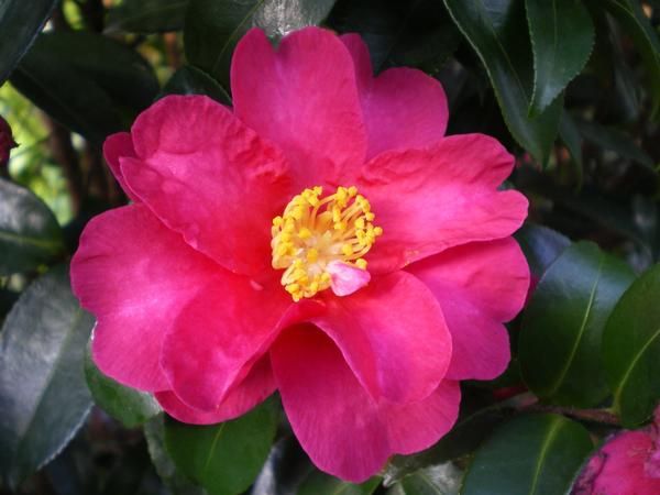 Camellia Sasanqua - Factsheets - Provender Nurseries - Wholesale 