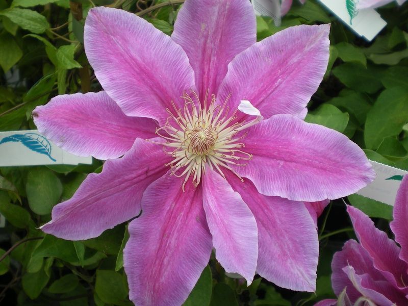 Clematis 'Bees' Jubilee' - Factsheets - Provender Nurseries - Wholesale ...