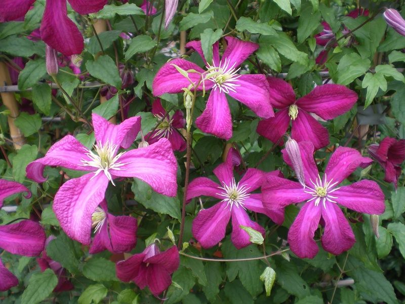 Clematis 'Madame 'Julia Correvon' - Factsheets - Provender Nurseries ...