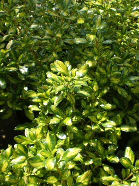 Coprosma 'Lemon and Lime' - Factsheets - Provender Nurseries ...