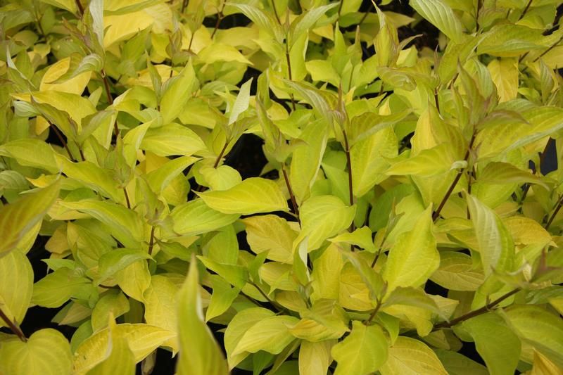 Cornus alba 'Aurea' - Factsheets - Provender Nurseries - Wholesale ...