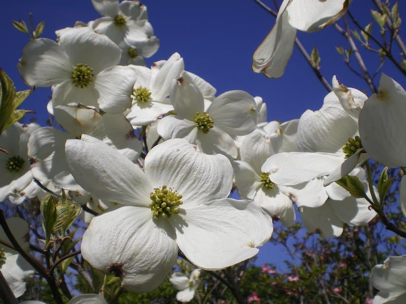 Cornus florida 'Daybreak' - Factsheets - Provender Nurseries ...