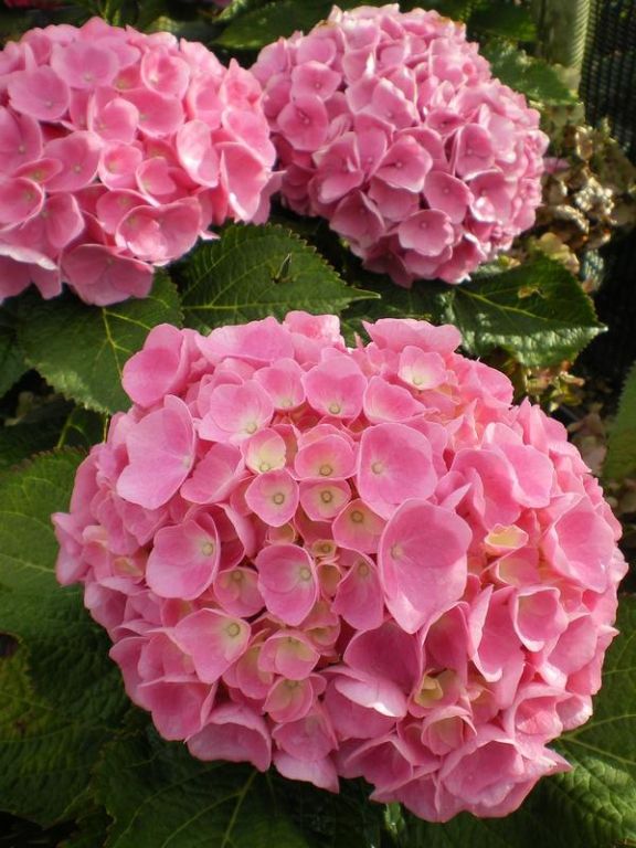 Hydrangea macrophylla 'Forever Pink' - Factsheets - Provender Nurseries ...