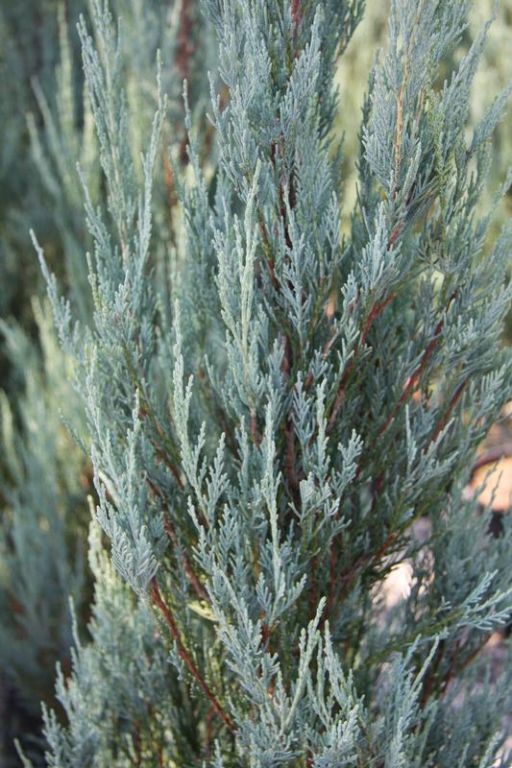 Juniperus virginiana 'Skyrocket' - Factsheets - Provender Nurseries ...