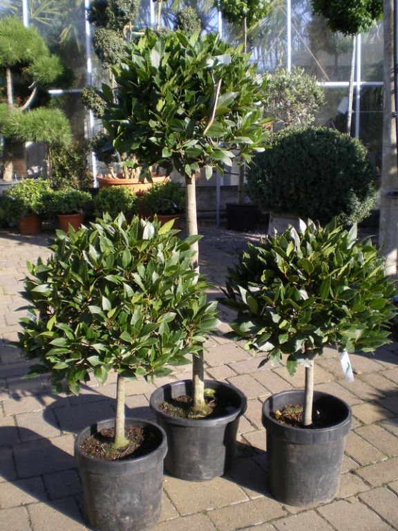 Laurus Nobilis STANDARD - Factsheets - Provender Nurseries - Wholesale ...