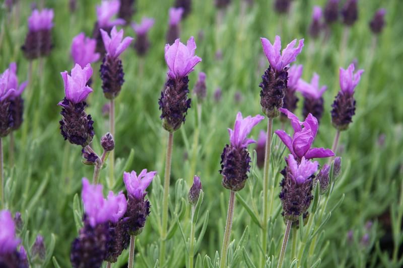 Lavandula pedunculata subsp. pedunculata - Factsheets - Provender ...