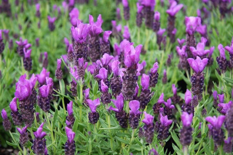 Lavandula stoechas Little Bee Deep Purple - Factsheets - Provender ...