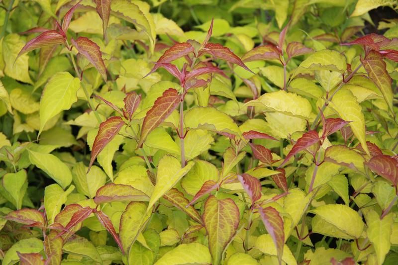 Leycesteria formosa Golden Lanterns - Factsheets - Provender Nurseries ...