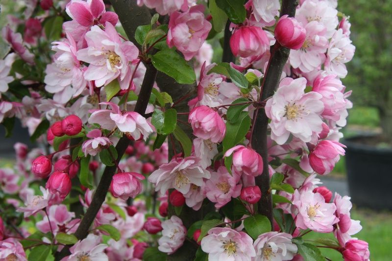 Malus 'Van Eseltine' - Factsheets - Provender Nurseries - Wholesale ...