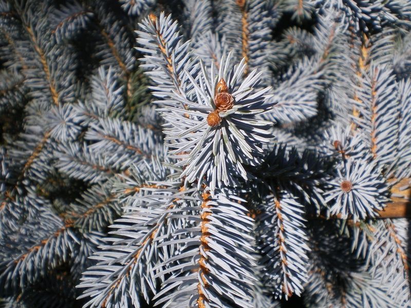 Picea pungens 'Erich Frahm' - Factsheets - Provender Nurseries ...