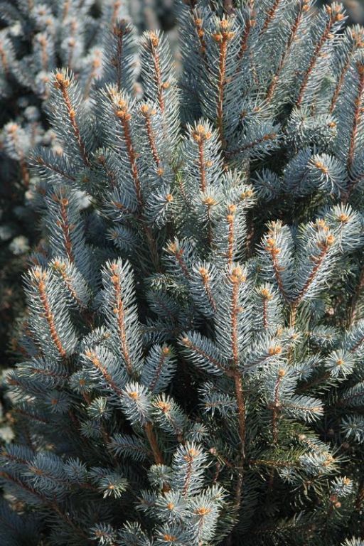 Picea Pungens Iseli Fastigiate Factsheets Provender Nurseries Wholesale Nursery In