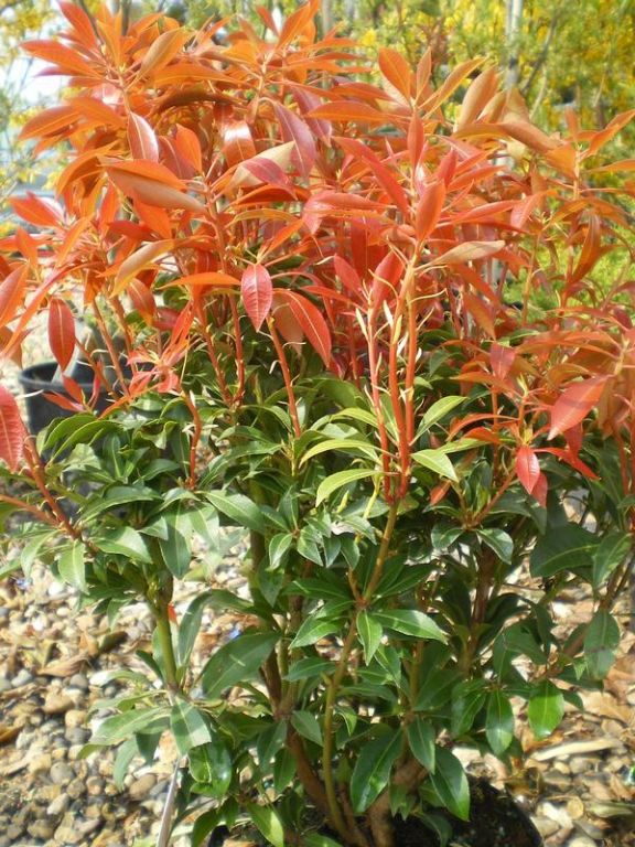 Pieris japonica 'Mountain Fire' - Factsheets - Provender Nurseries ...