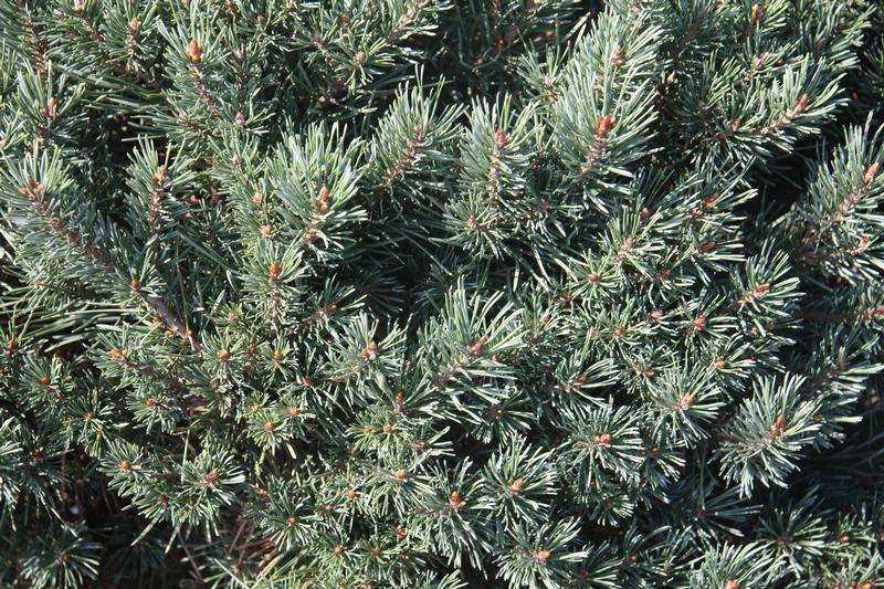 Pinus sylvestris 'Watereri' - Factsheets - Provender Nurseries ...