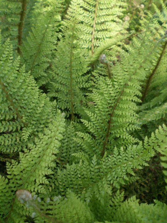 Polystichum setiferum 'Herrenhausen' - Factsheets - Provender Nurseries ...