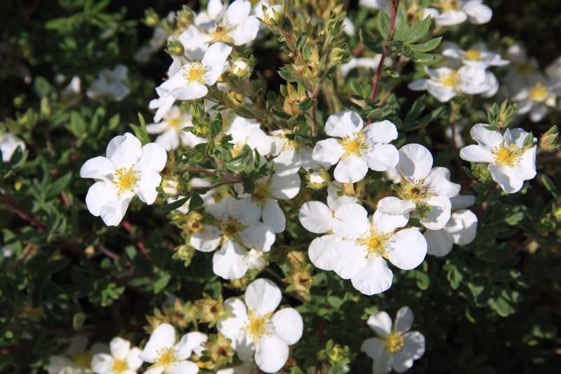 Potentilla Fruticosa 'Abbotswood' - Factsheets - Provender Nurseries ...