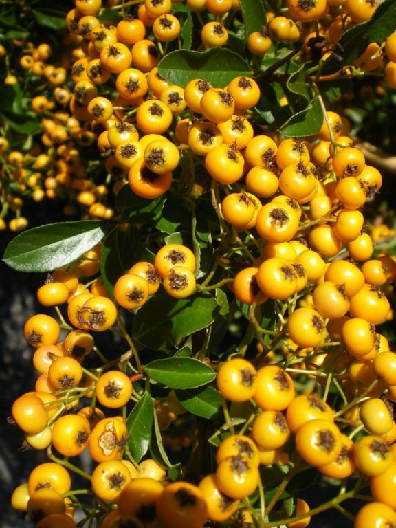 Pyracantha 'Soleil d'Or' - Factsheets - Provender Nurseries - Wholesale ...