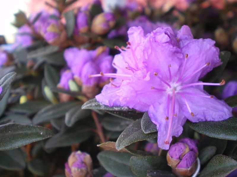 Rhododendron 'Purple Gem' Factsheets Provender Nurseries