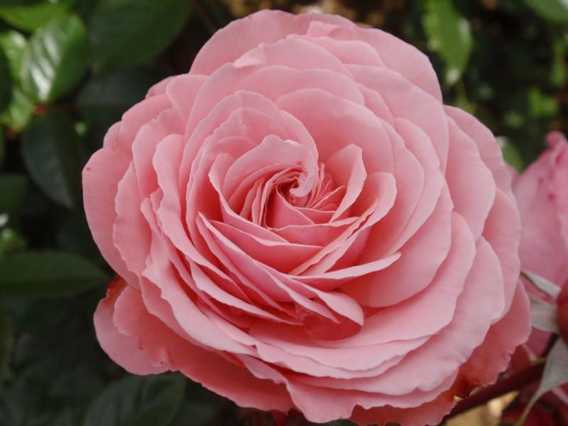 Rosa 'Sexy Rexy' - Factsheets - Provender Nurseries - Wholesale Nursery ...